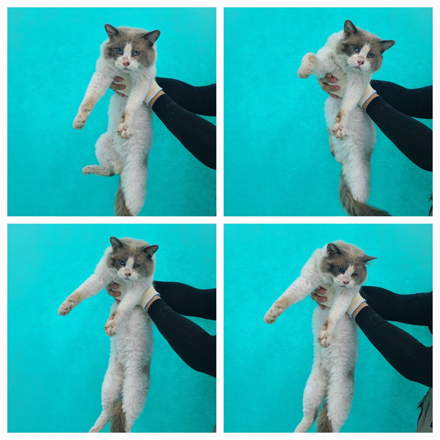 천안시 동물보호센터_444449202401463