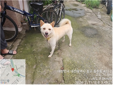 보호중 진도견의 가…