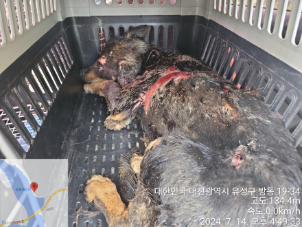 대전동물보호센터_430367202400494