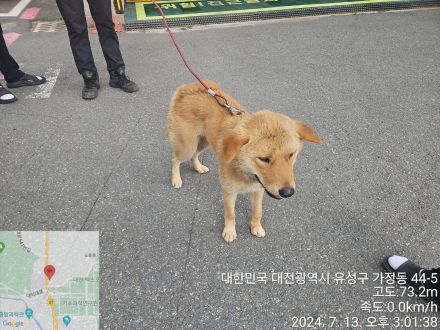 종료(반환) 진도견…