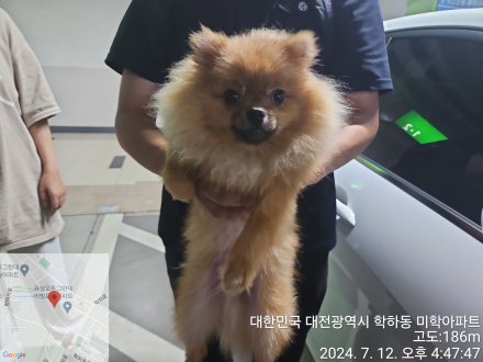 종료(반환) 포메라…