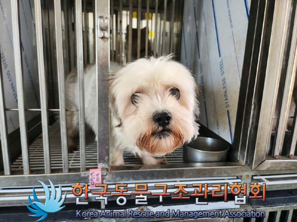 한국동물구조관리협회_441382202400603