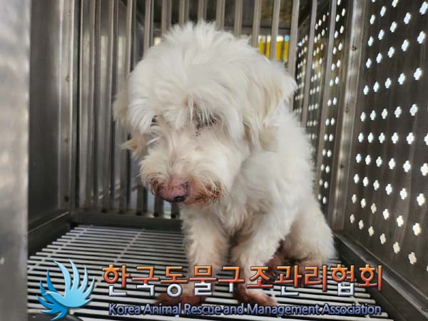 한국동물구조관리협회_441382202400604