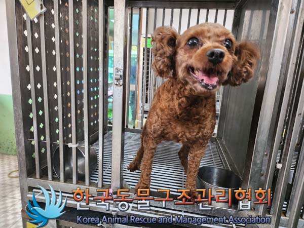 종료(기증) 푸들의…