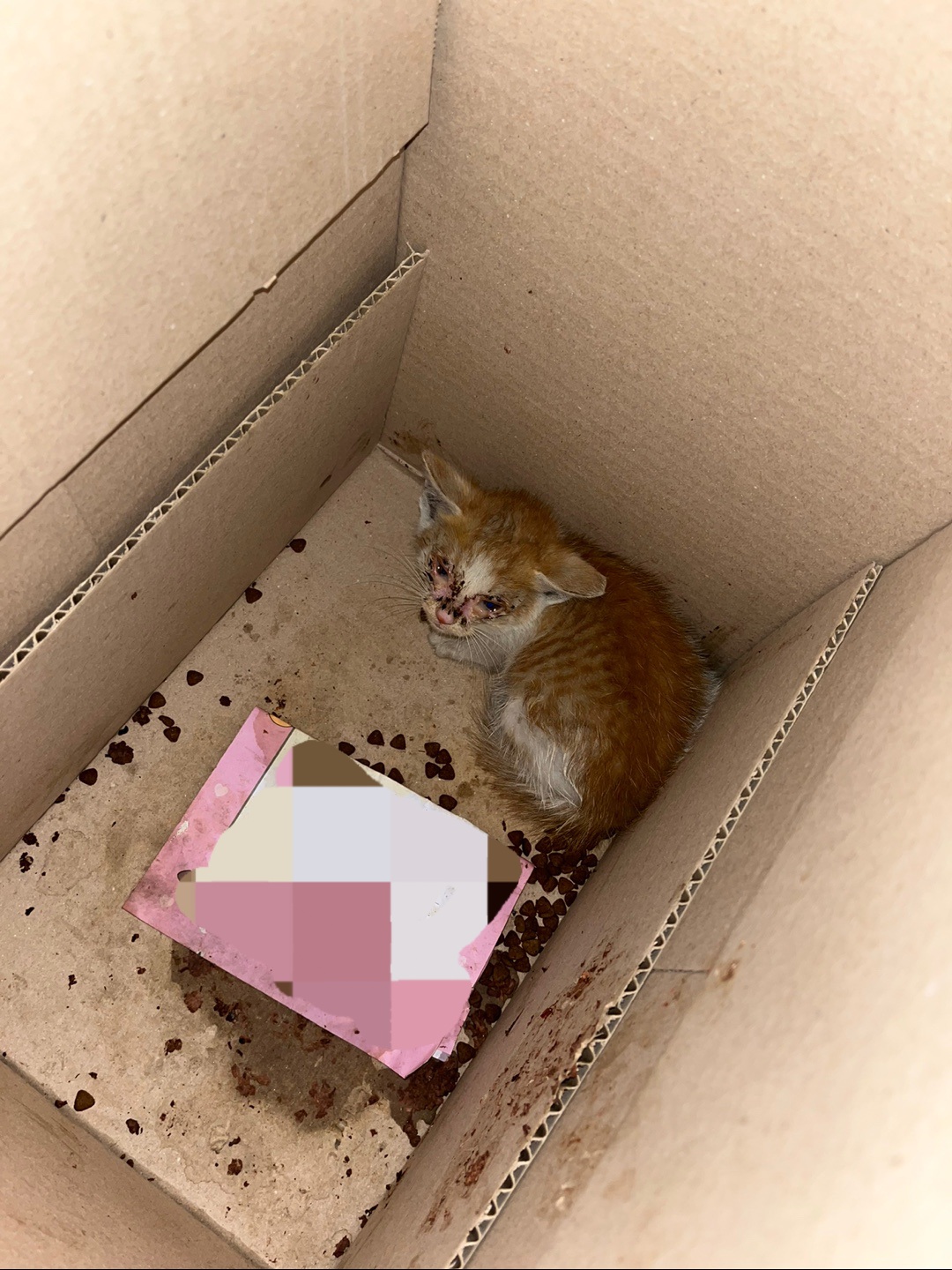 강릉시 동물사랑센터_442420202400401