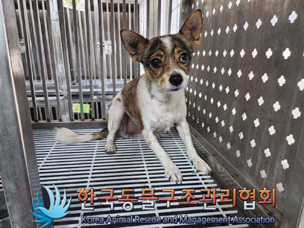한국동물구조관리협회_411315202400381
