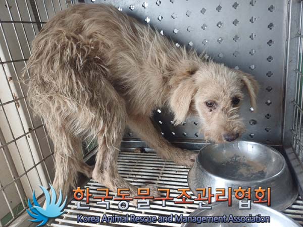 종료(안락사) 믹스…