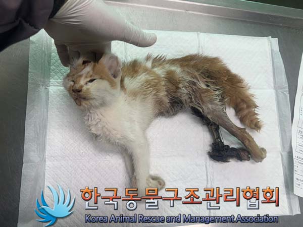 한국동물구조관리협회_441560202400753