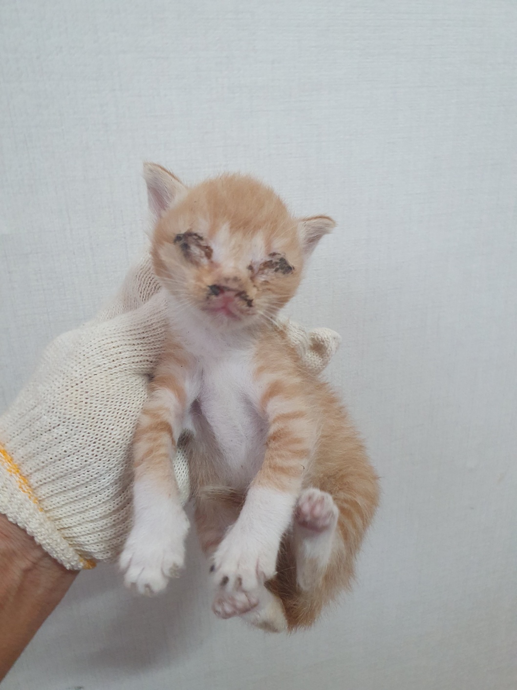 부산동물보호센터_426332202400398