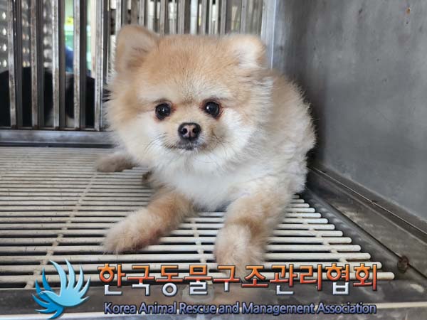한국동물구조관리협회_441406202401252