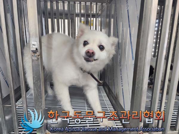 종료(반환) 스피츠…