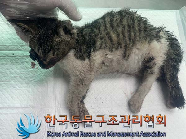 종료(자연사) 한국…