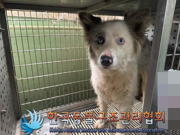 종료(반환) 믹스견…