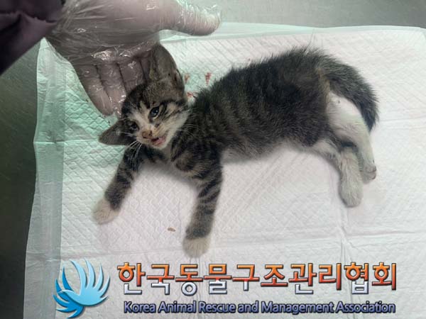 한국동물구조관리협회_411317202400237