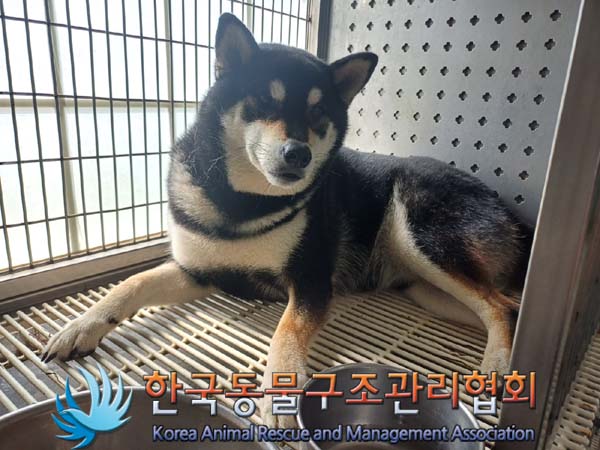 종료(안락사) 시바…