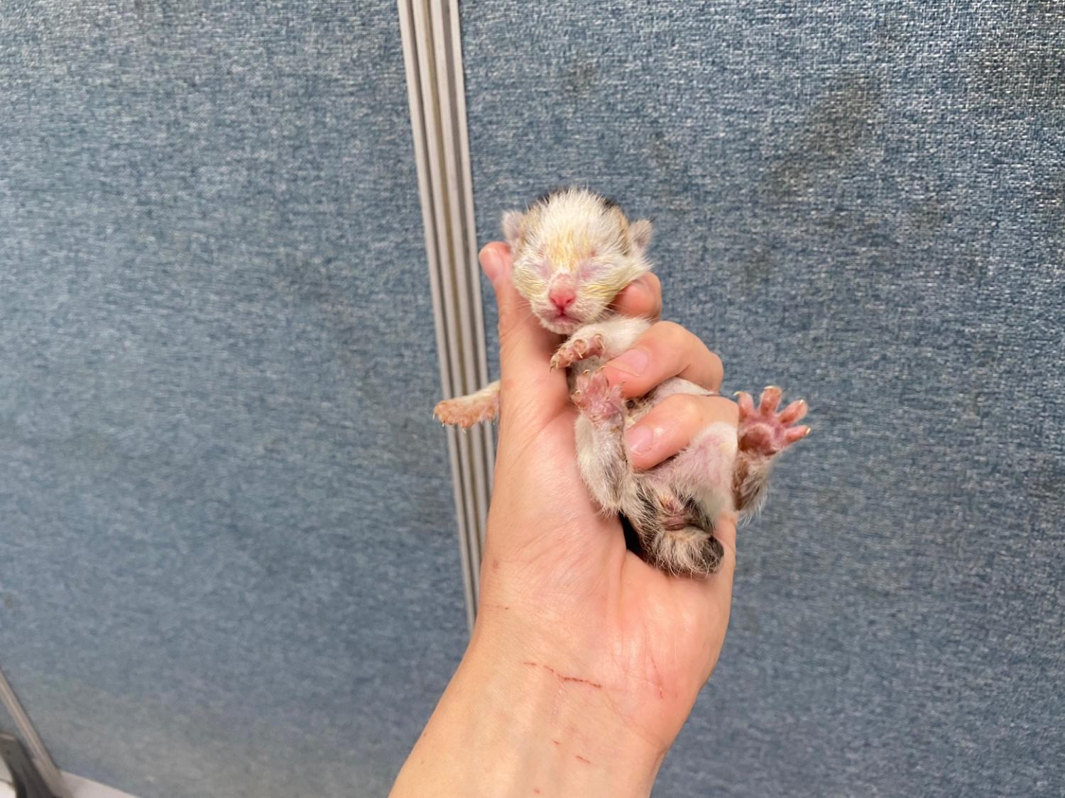 한국야생동물보호협회_441393202401443
