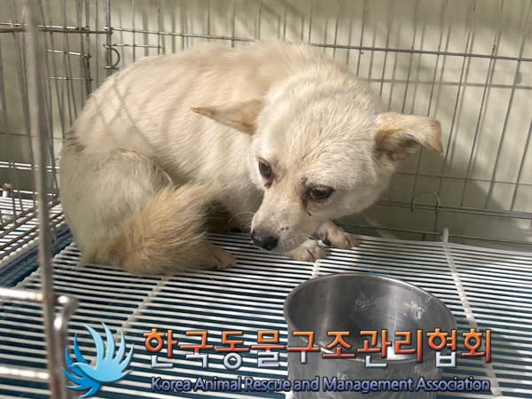 종료(안락사) 믹스…
