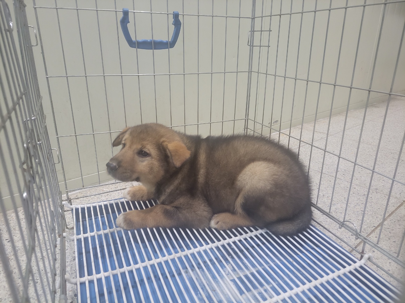 고양시동물보호센터_441394202401560