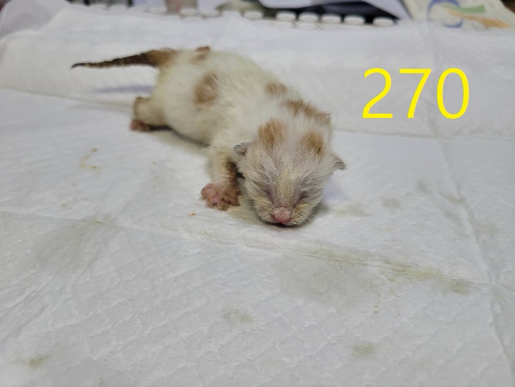 신영재동물병원_428355202400466