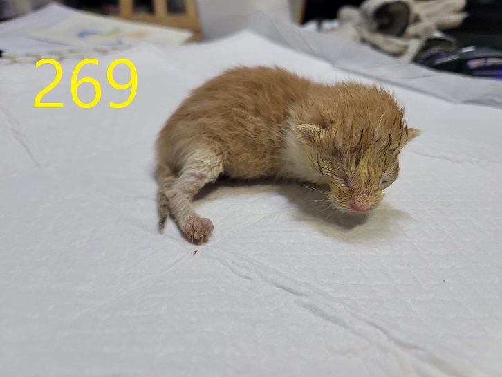 신영재동물병원_428355202400465
