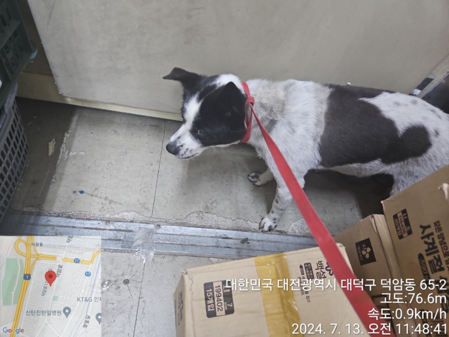 종료(반환) 믹스견…