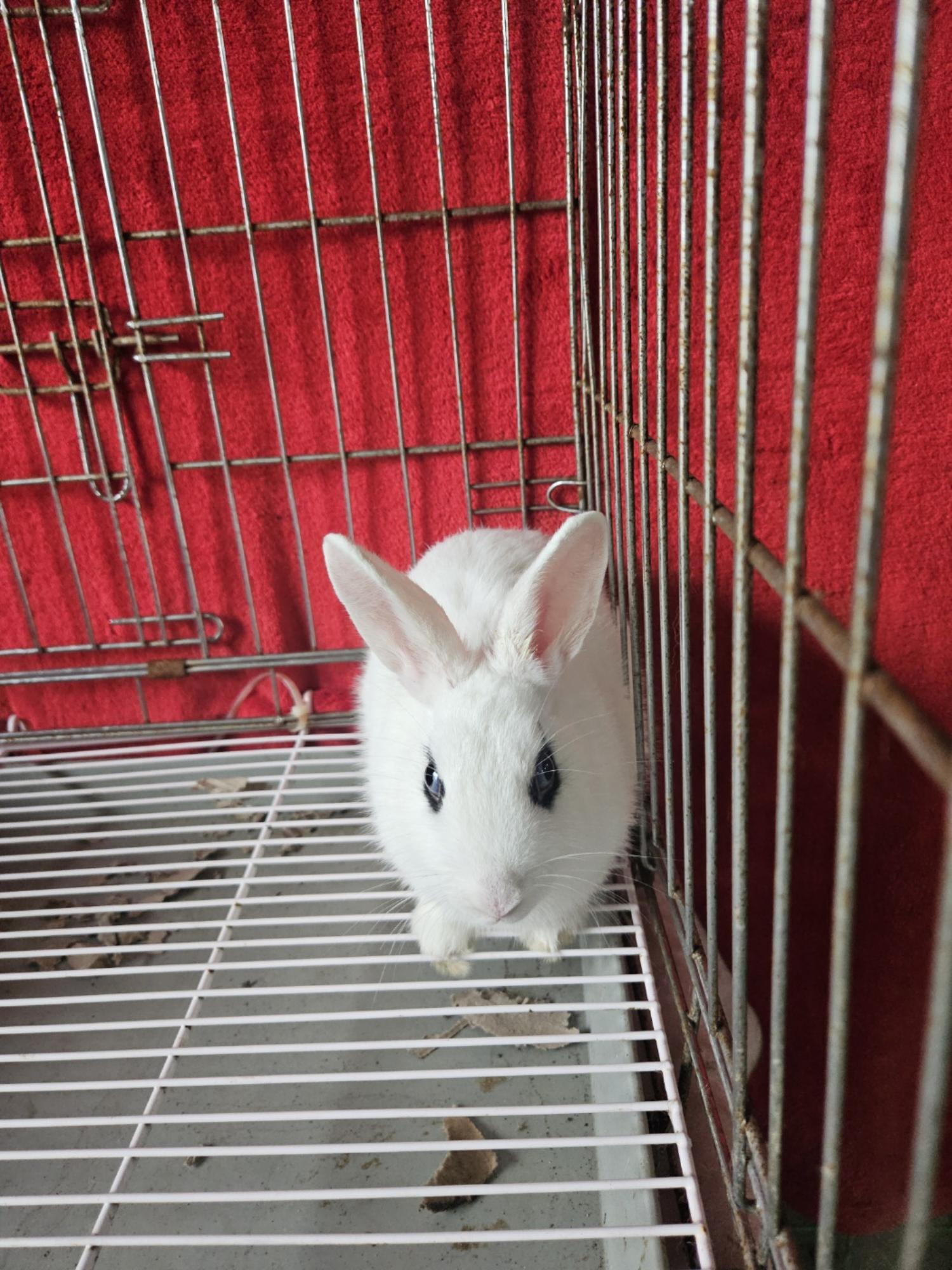 동물보호관리협회_426329202400390