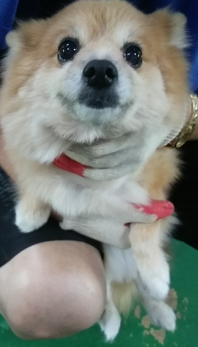 종료(반환) 포메라…