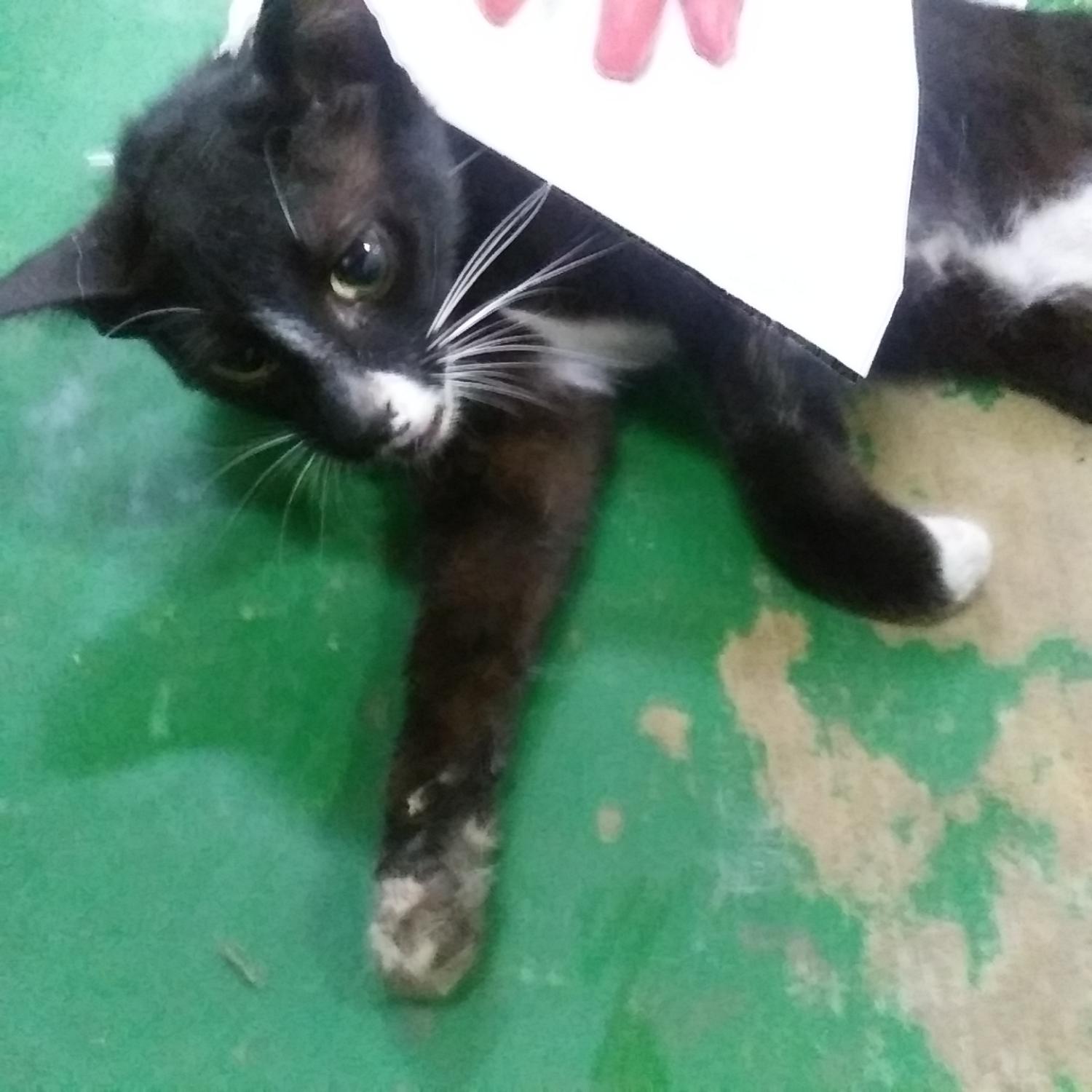 종료(자연사) 한국…