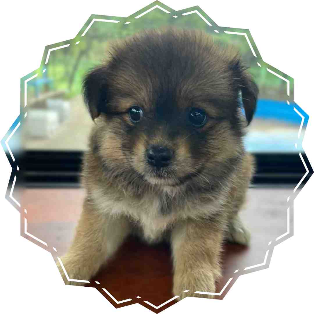 군산유기동물보호센터_445467202401390