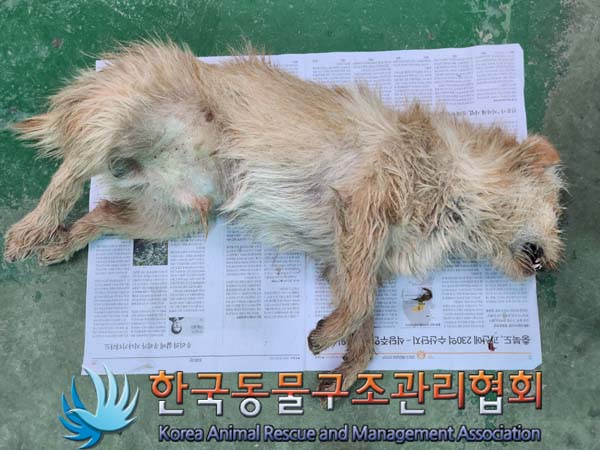 종료(자연사) 믹스…