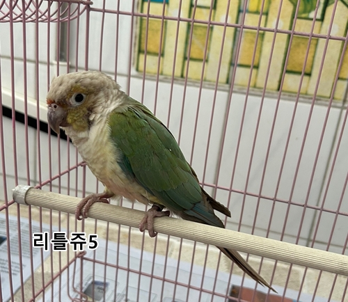리틀쥬동물의료원_431370202400663