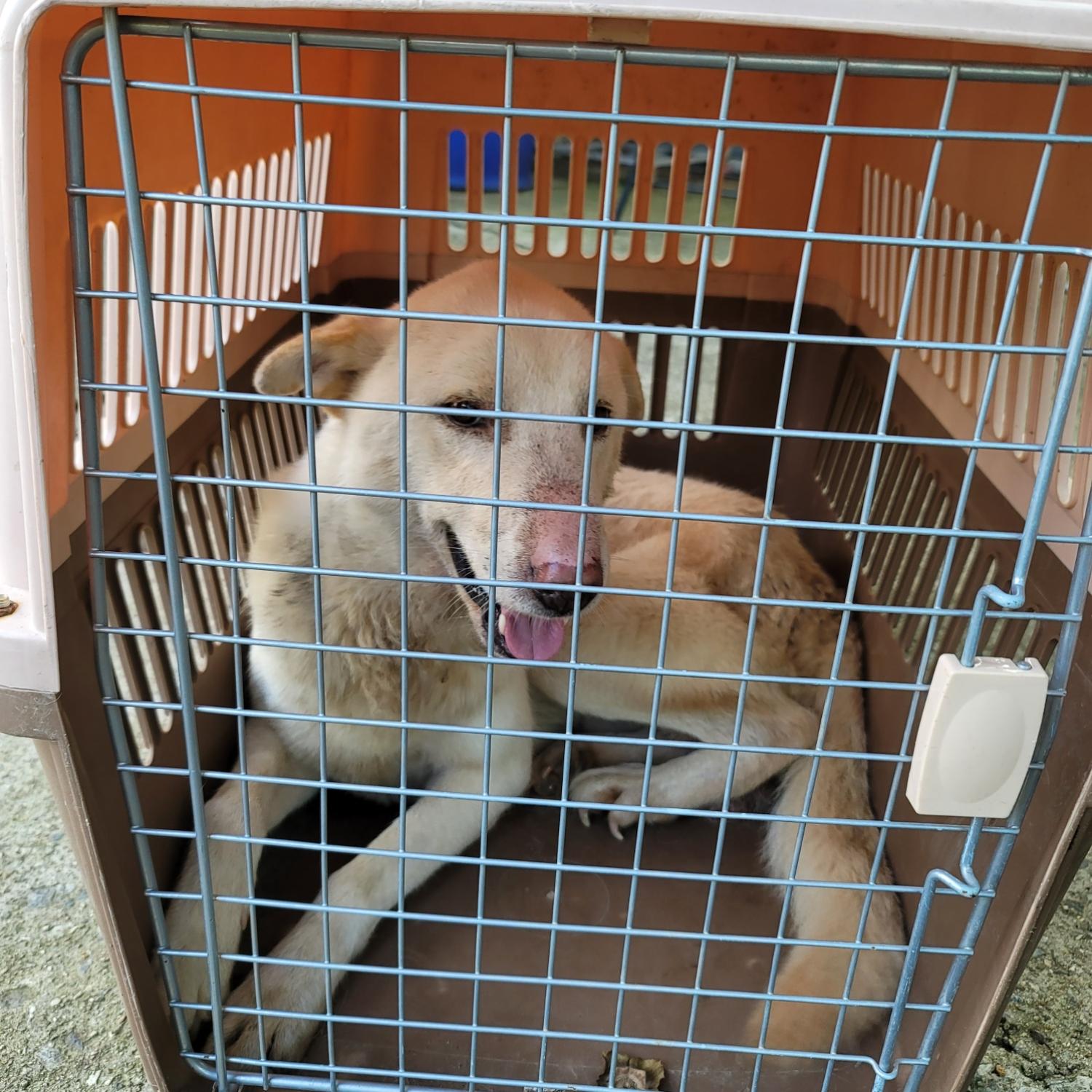 평택시유기동물보호소_441391202401820
