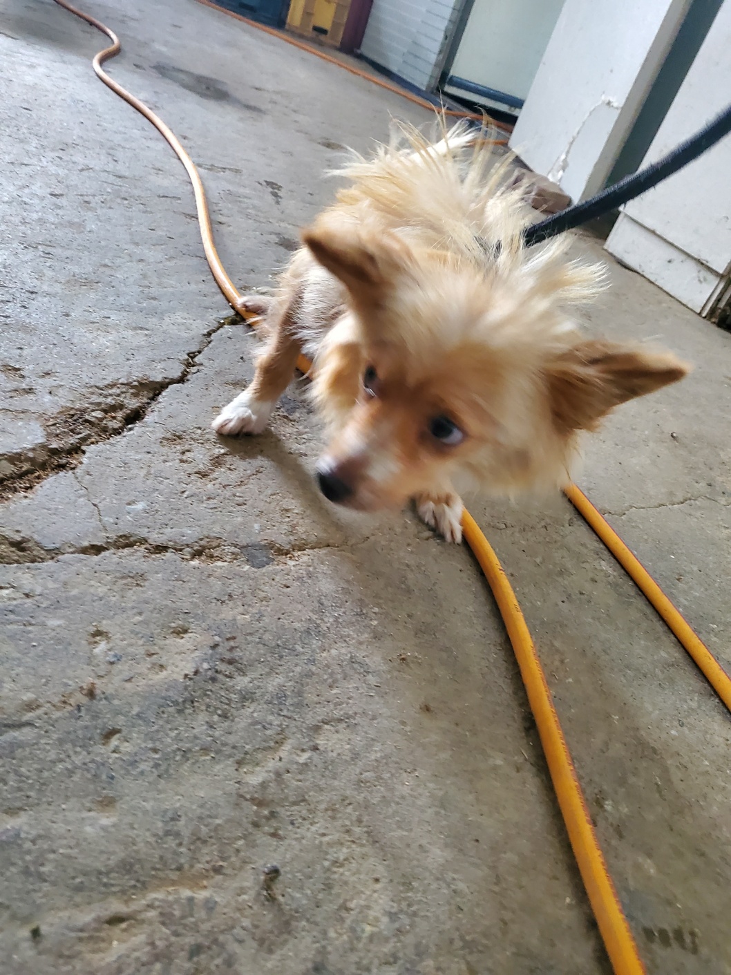 평택시유기동물보호소_441391202401826