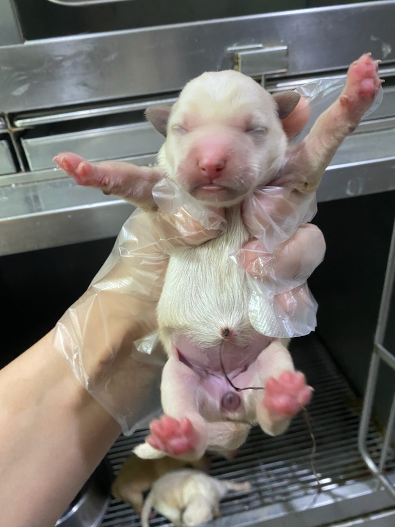 펫앤쉘터동물병원_441378202400889