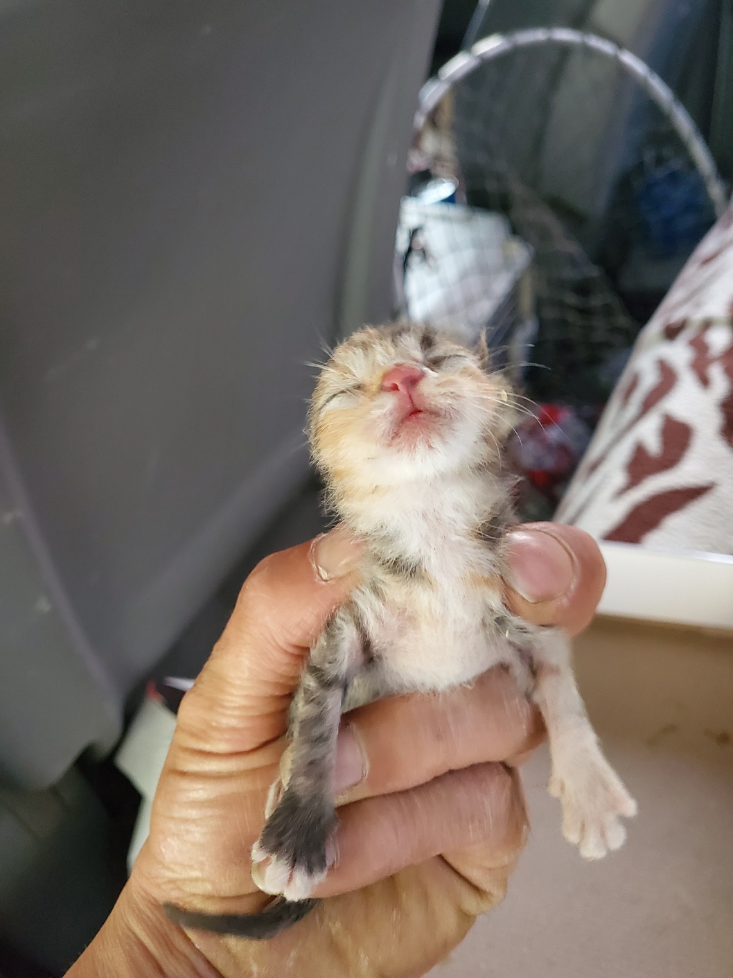 평택시유기동물보호소_441391202401821