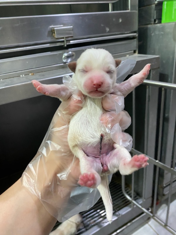 펫앤쉘터동물병원_441378202400888