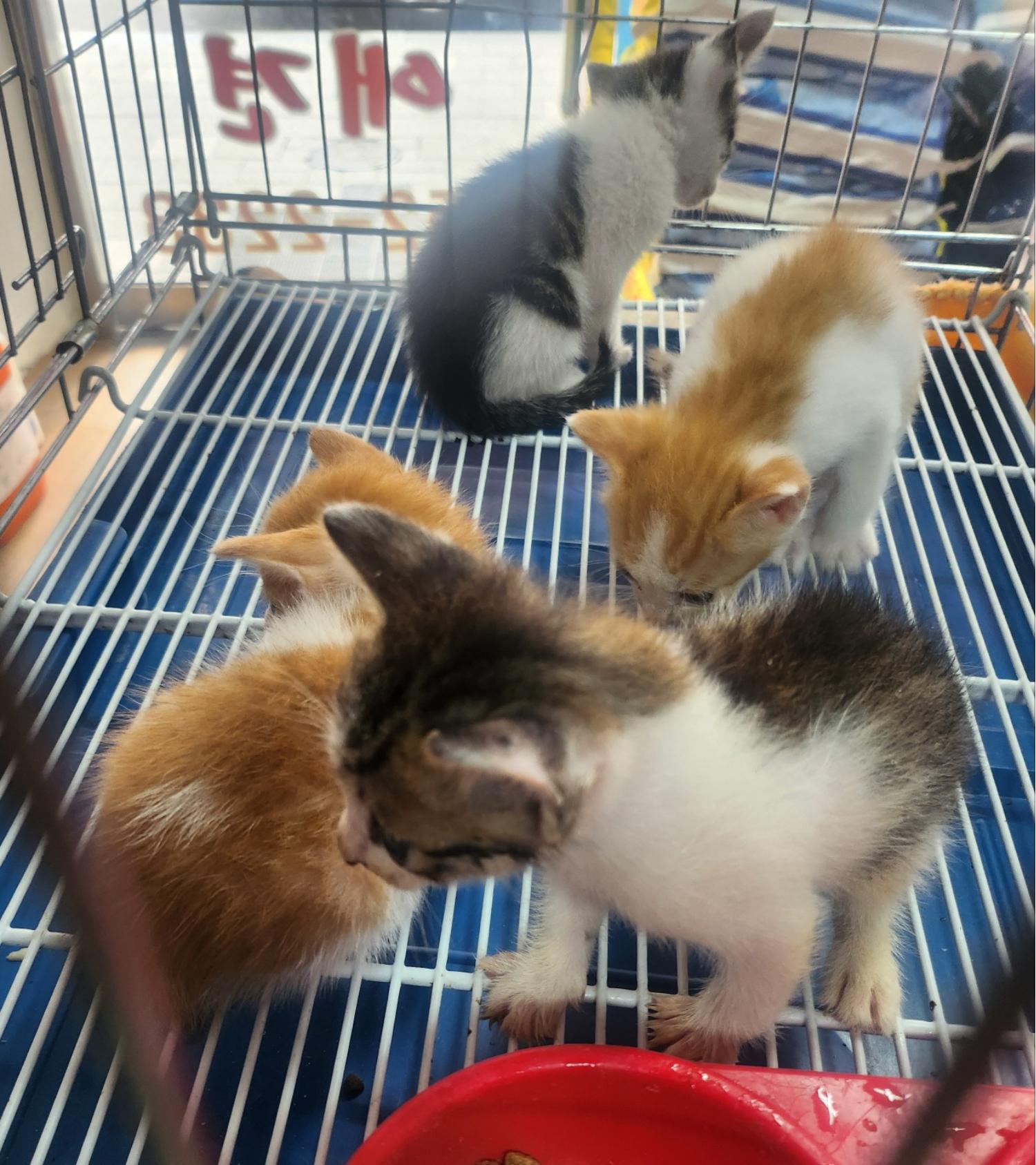 [고양이] 한국 고양이 경북-문경-2024-00231 유기동물 배경 이미지 입니다.