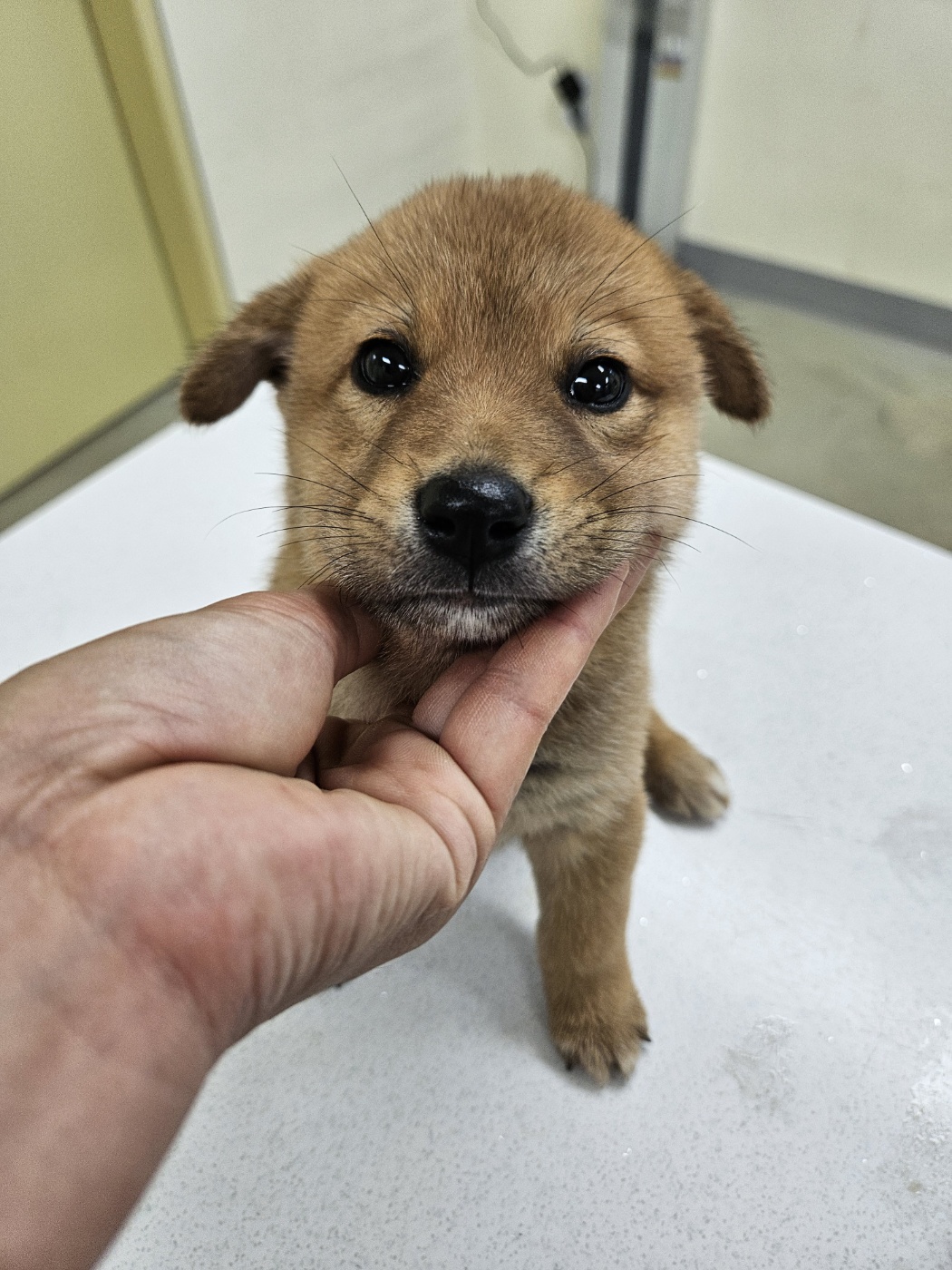 아산동물복지지원센터_444452202401828