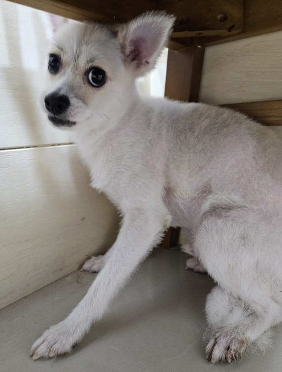 가나동물병원_441386202401032