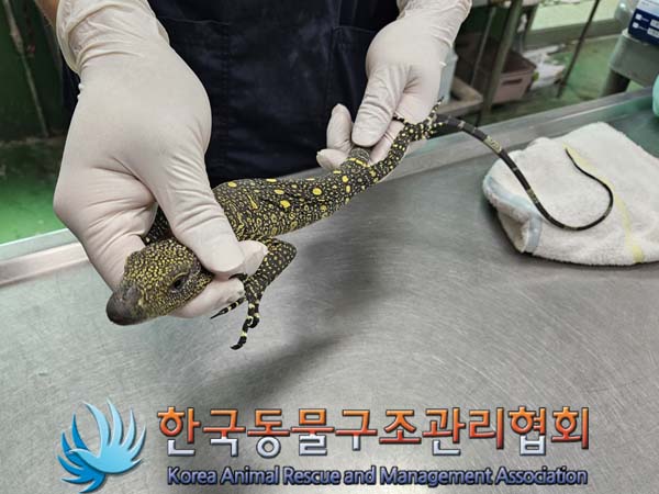 종료(반환) 도마뱀…
