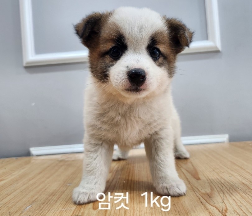 옥천동물병원_443443202400588