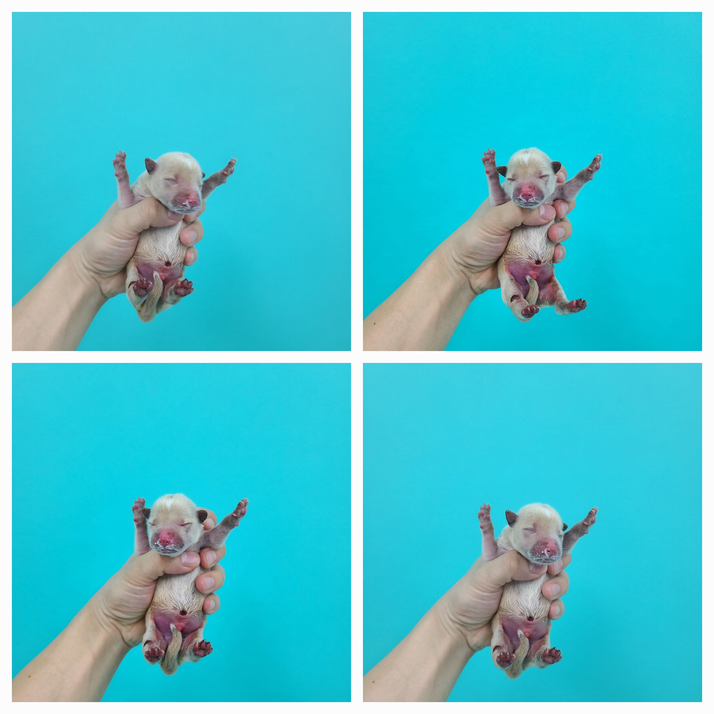천안시 동물보호센터_444449202401470