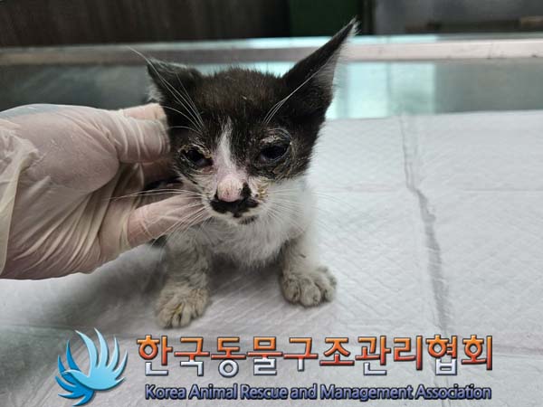 한국동물구조관리협회_411317202400240