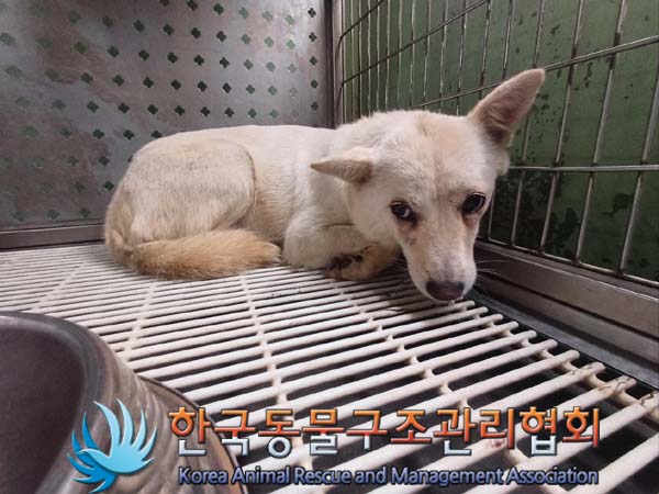 한국동물구조관리협회_441559202400833