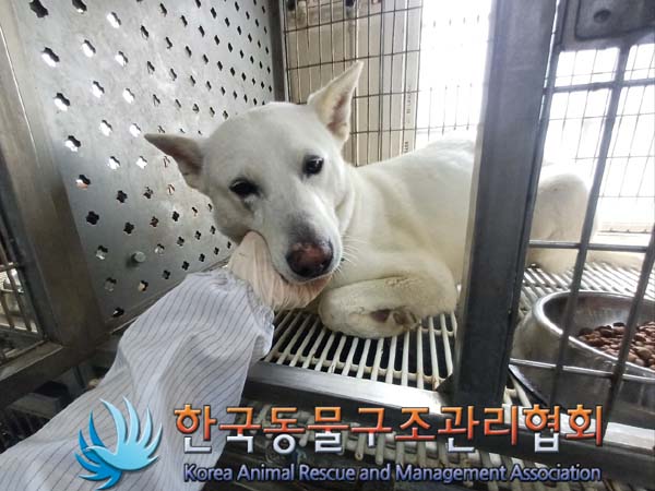 한국동물구조관리협회_441409202401077