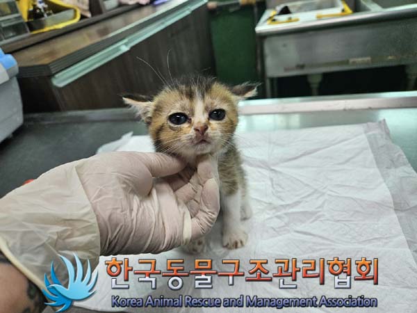 종료(자연사) 한국…