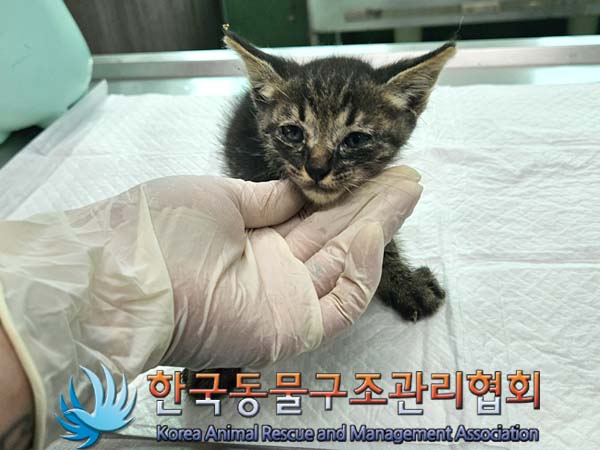 한국동물구조관리협회_441414202400569