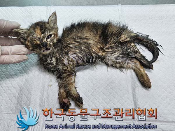 종료(자연사) 한국…