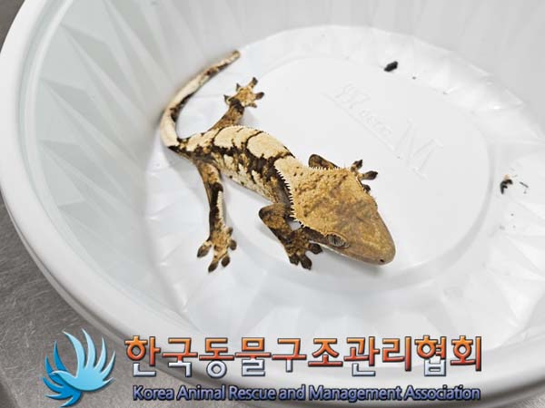 보호중 도마뱀의 가…