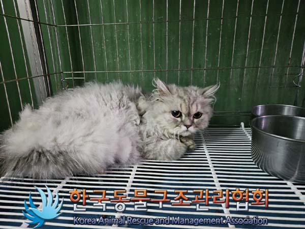 보호중 페르시안의 …